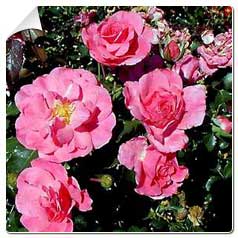 Roseira 'Mirato'